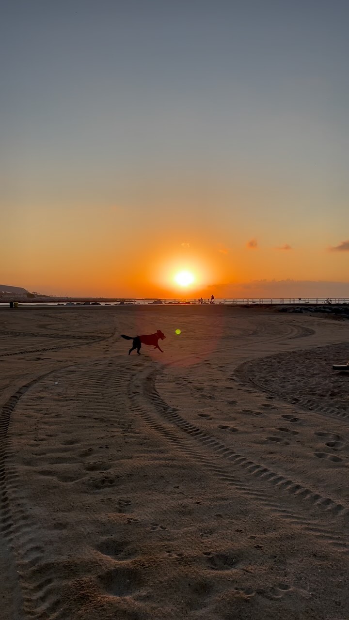 Dog & Sunrise 🫶🏻