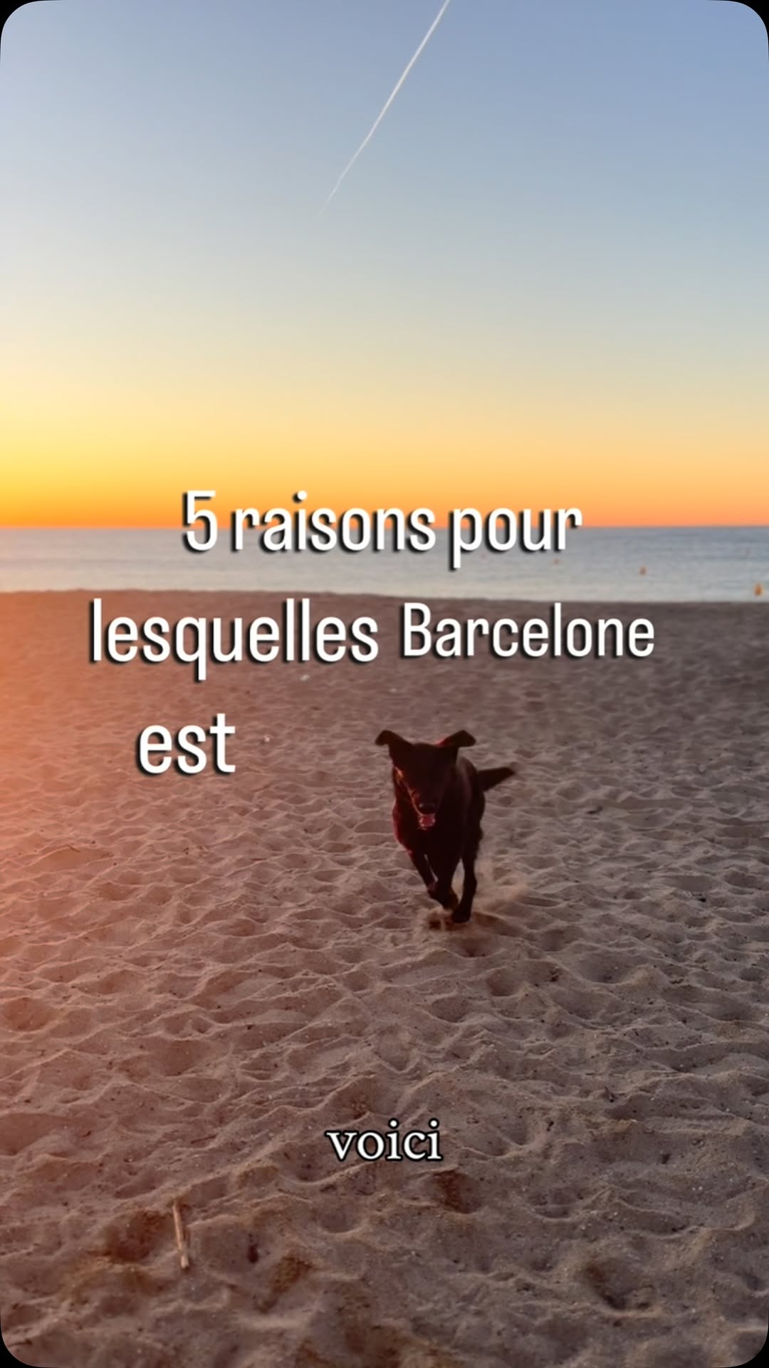 Barcelone, la ville dog-friendly par excellence