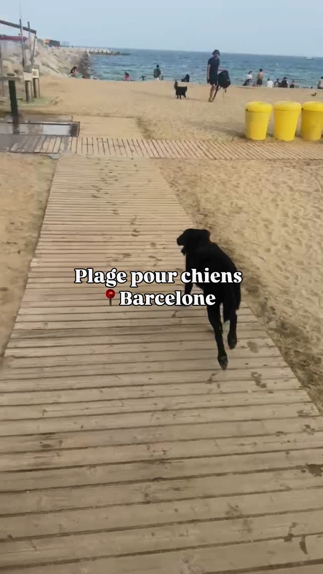 La plage pour chiens à Barcelone ! 🐾
